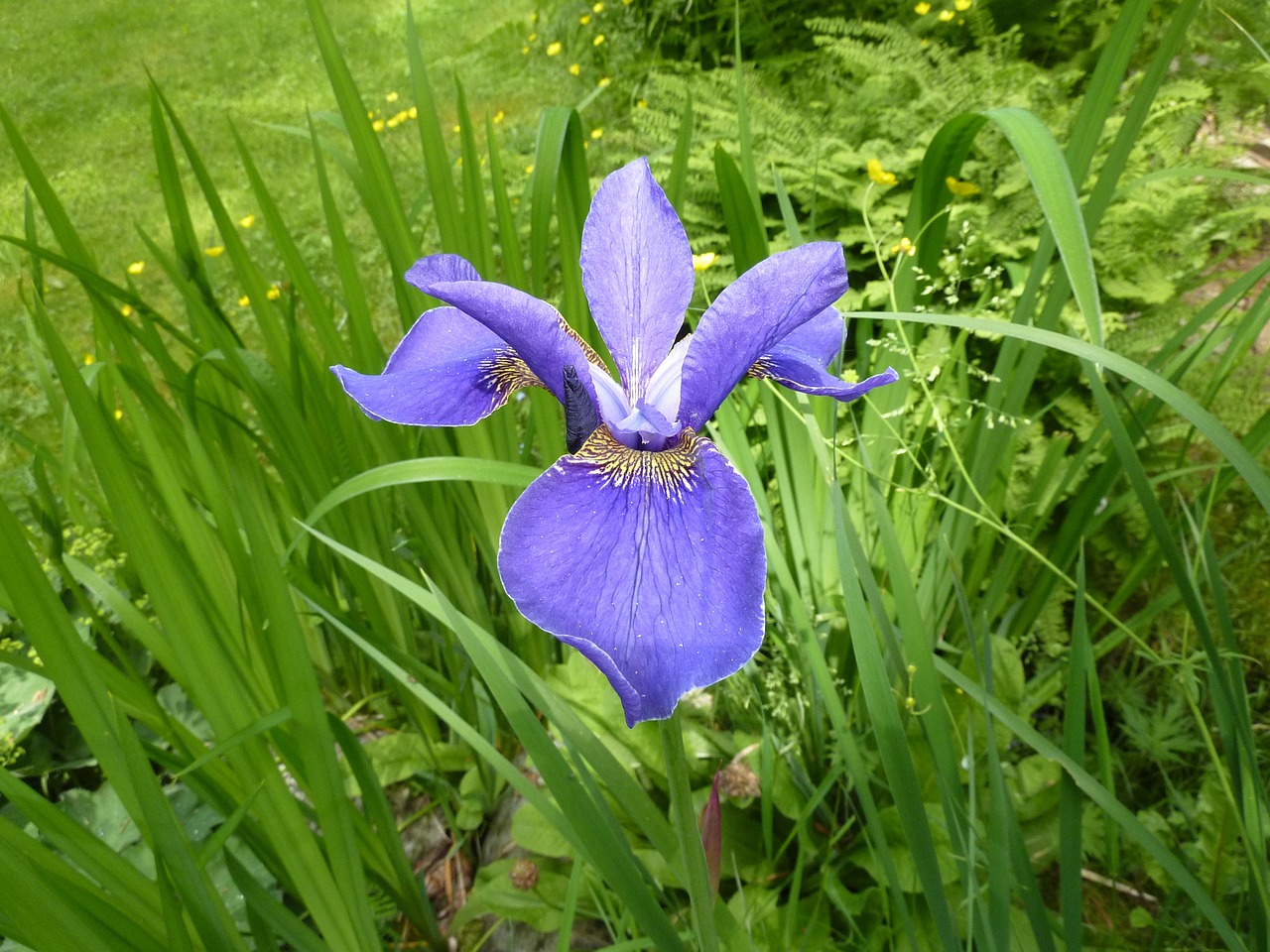 iris blue nature free photo