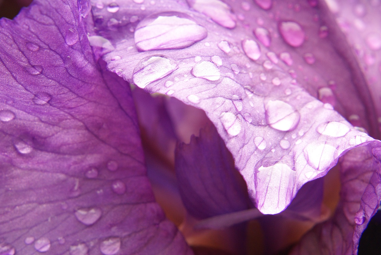 iris flower raindrop free photo