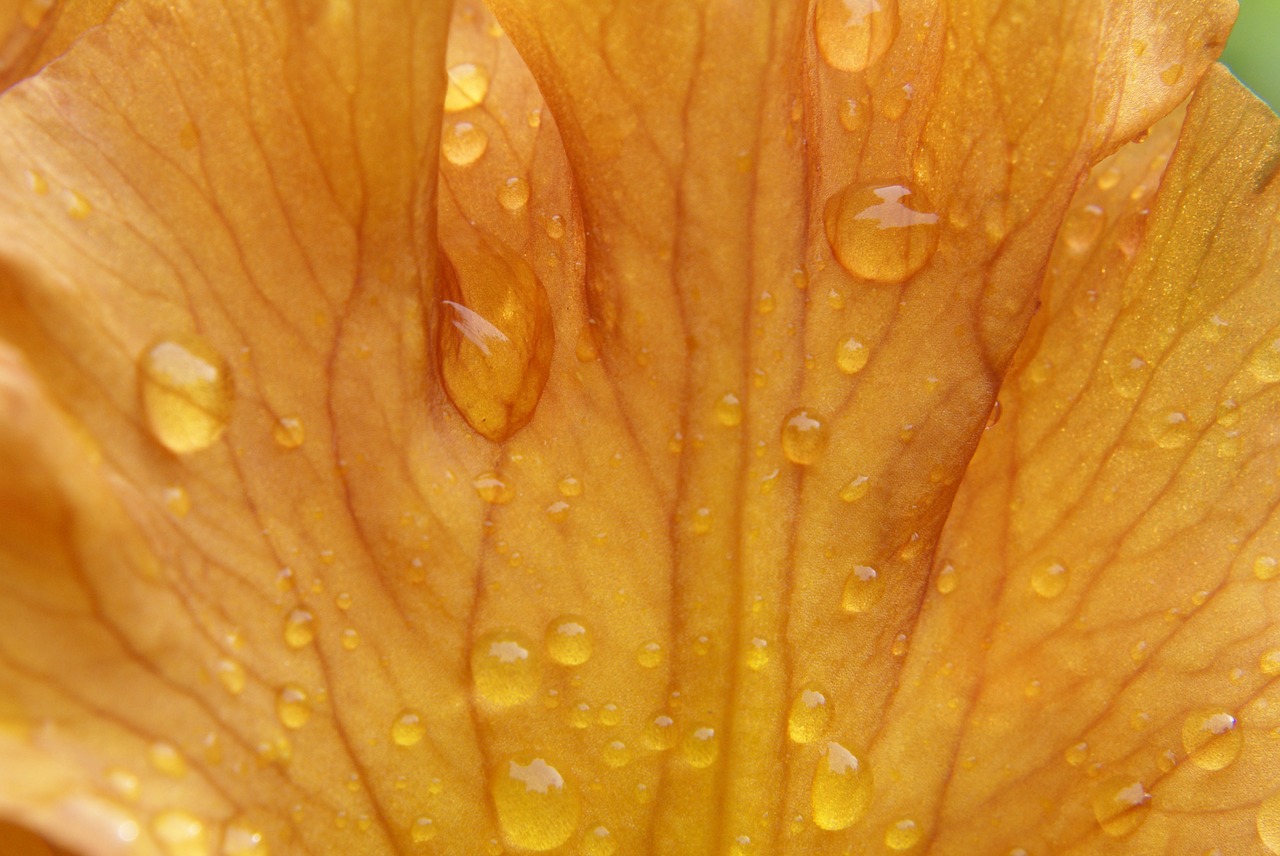 iris flower raindrop free photo