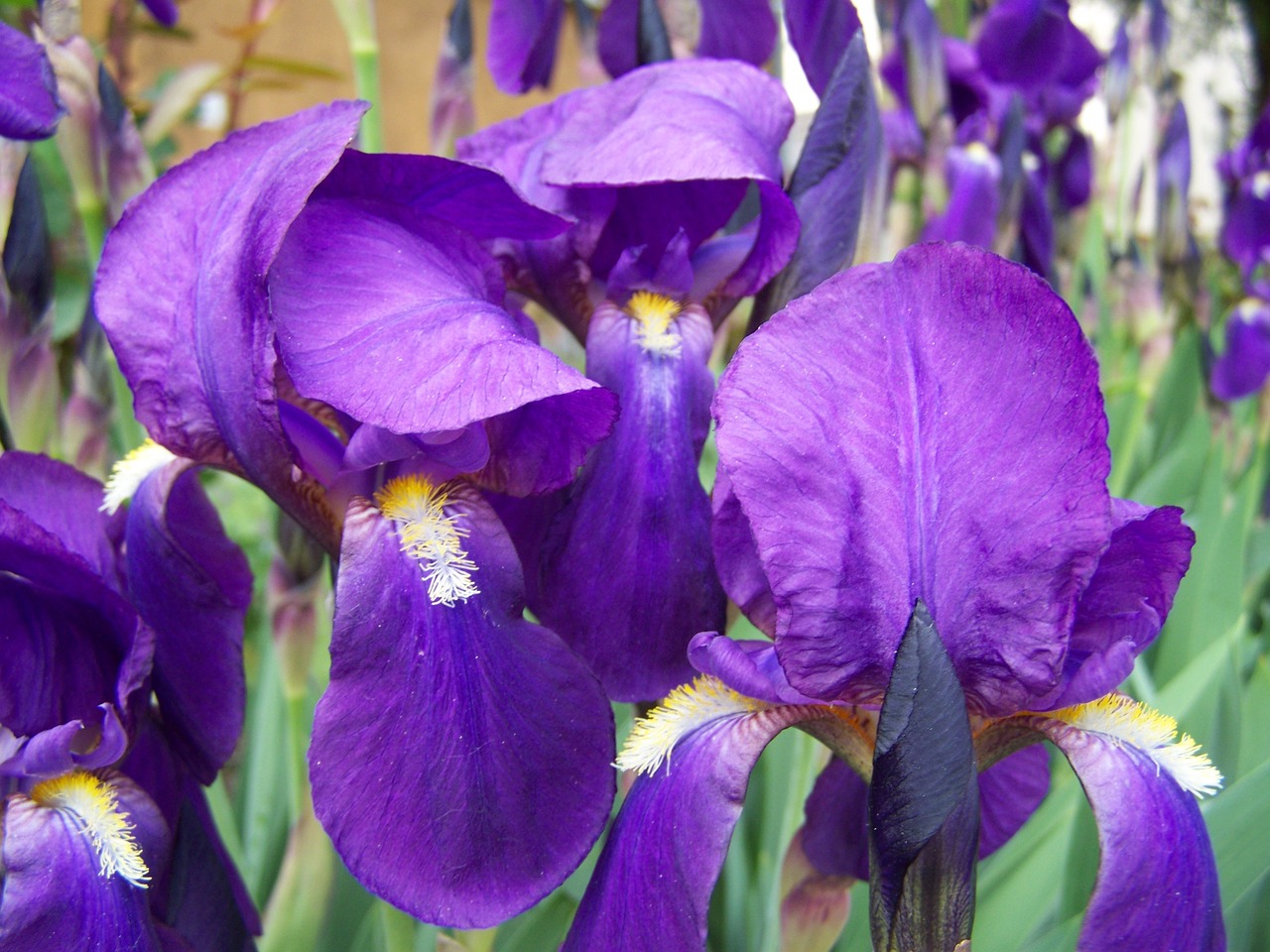 iris bluish-purple iris spring flower free photo