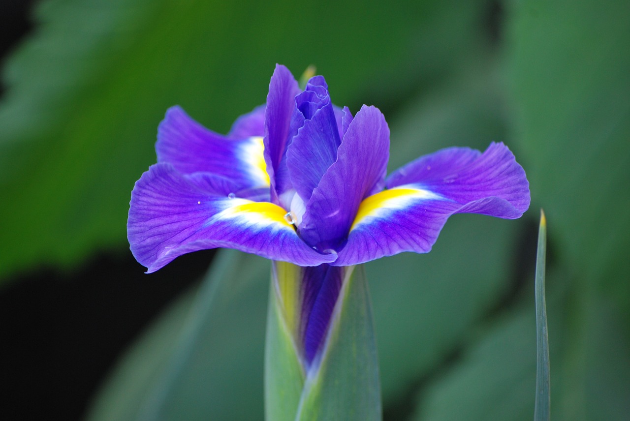 iris flower purple free photo