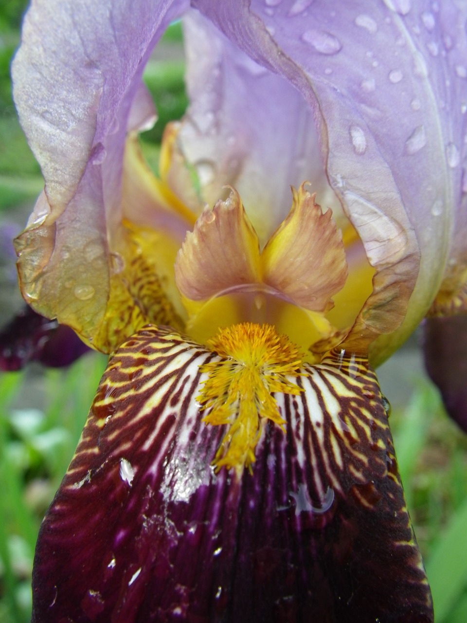 iris flower violet free photo