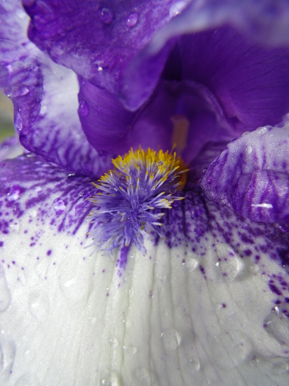 iris flower blossom free photo