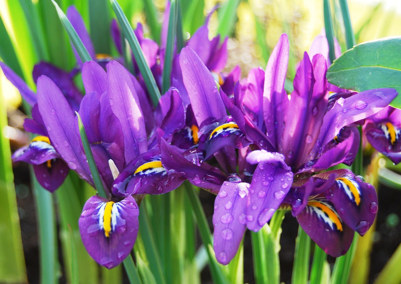 iris raindrop flower free photo