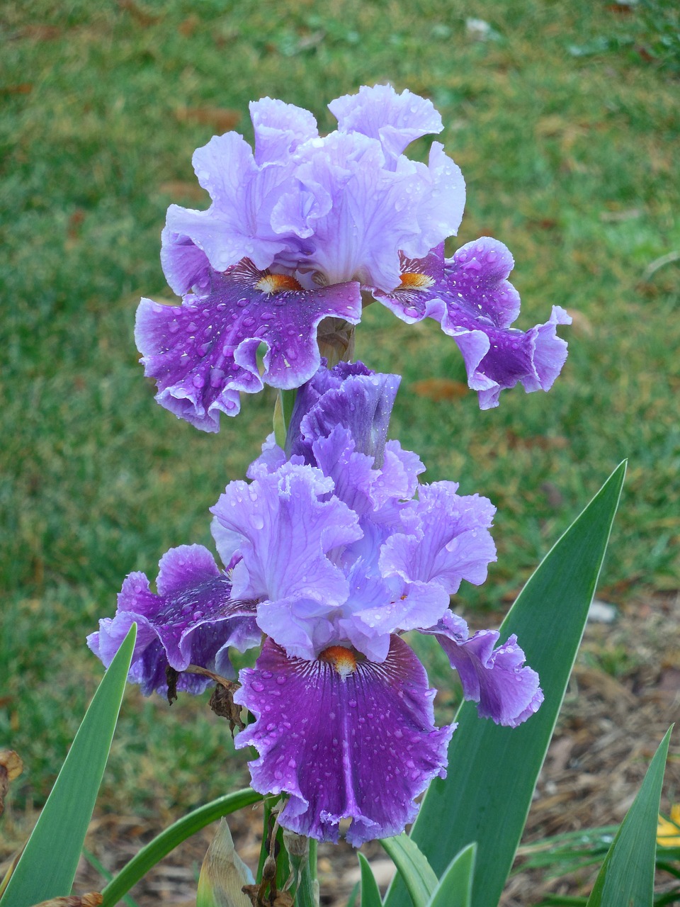 iris bloom purple free photo