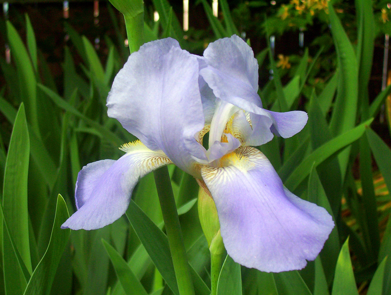 lavender iris flower free photo