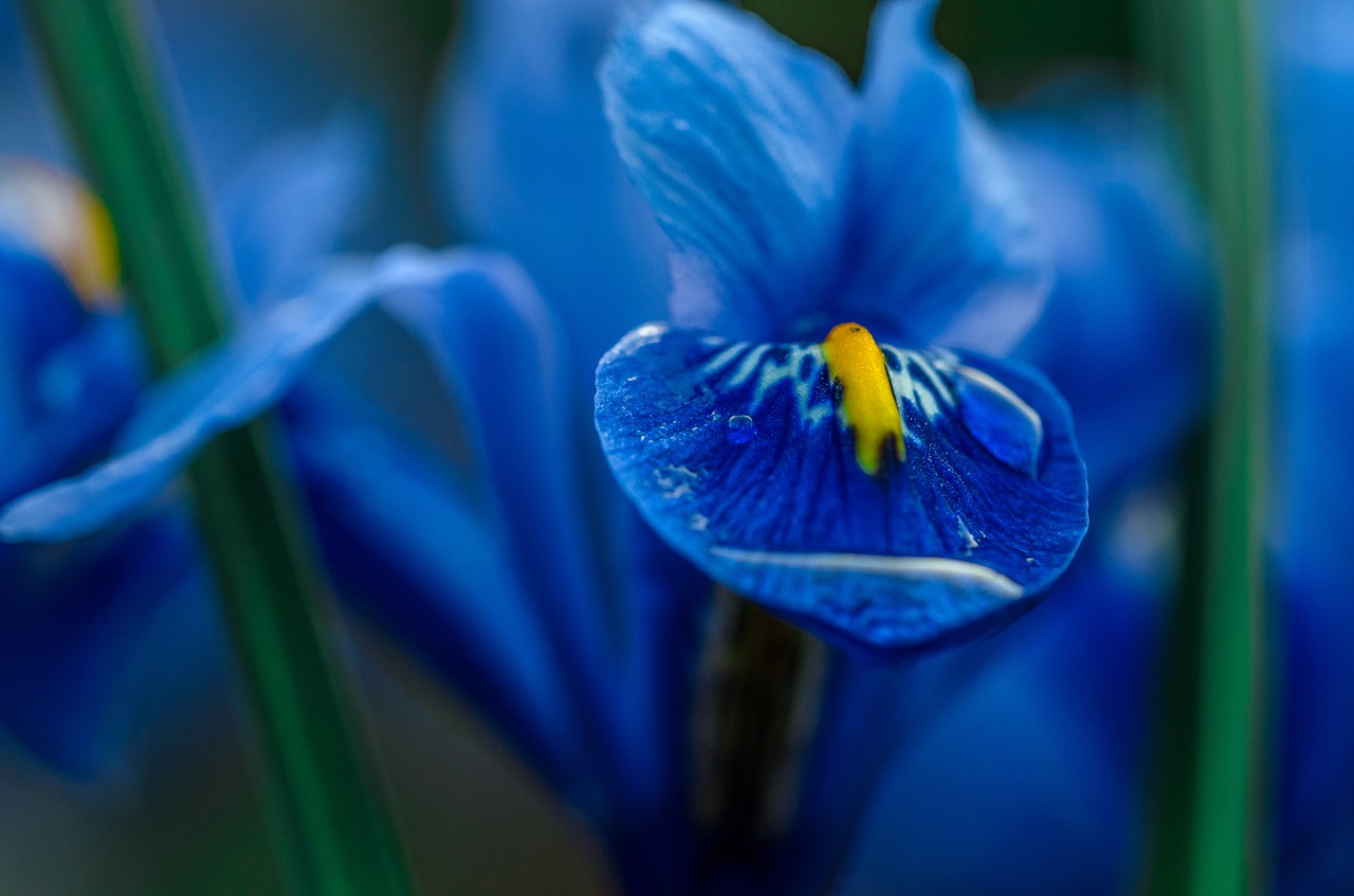 iris blue macro free photo