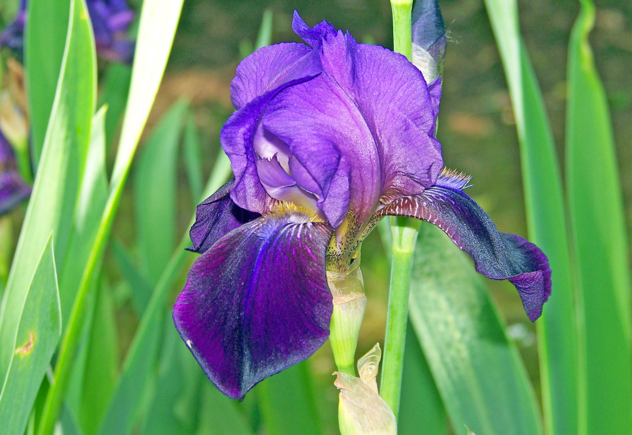 iris purple flower free photo