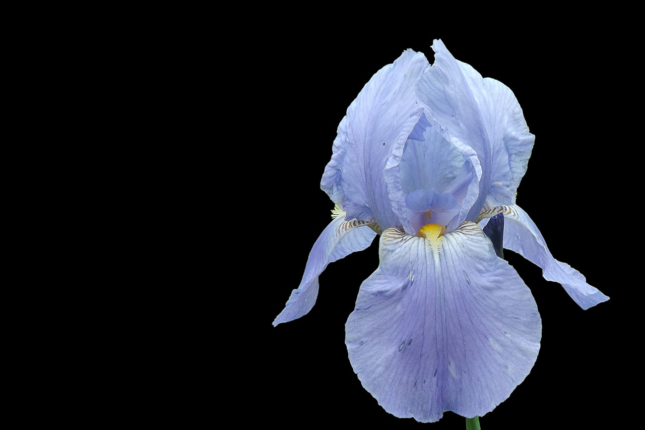 iris blossom bloom free photo