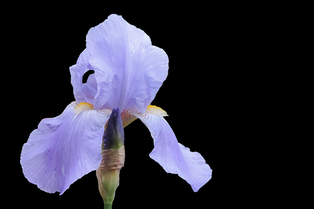 iris blossom bloom free photo