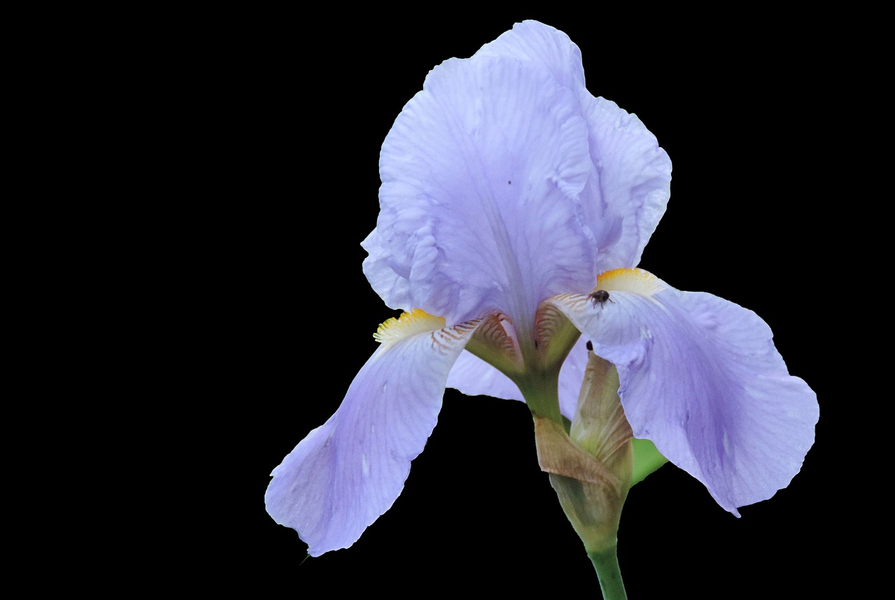 iris blossom bloom free photo