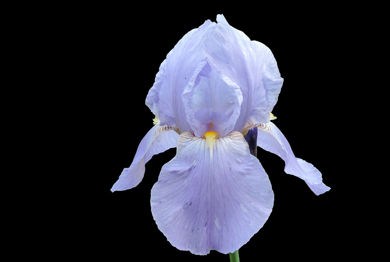 iris blossom bloom free photo