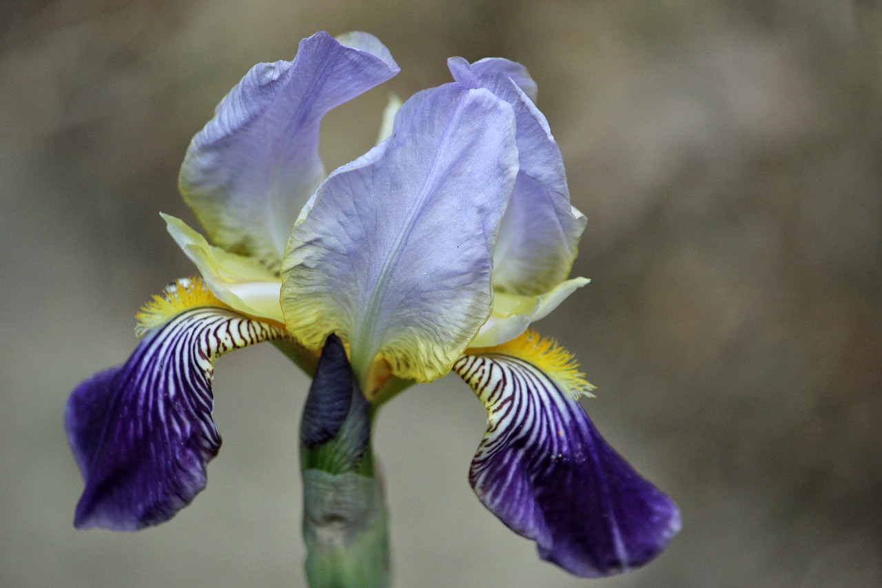 iris lily blossom free photo