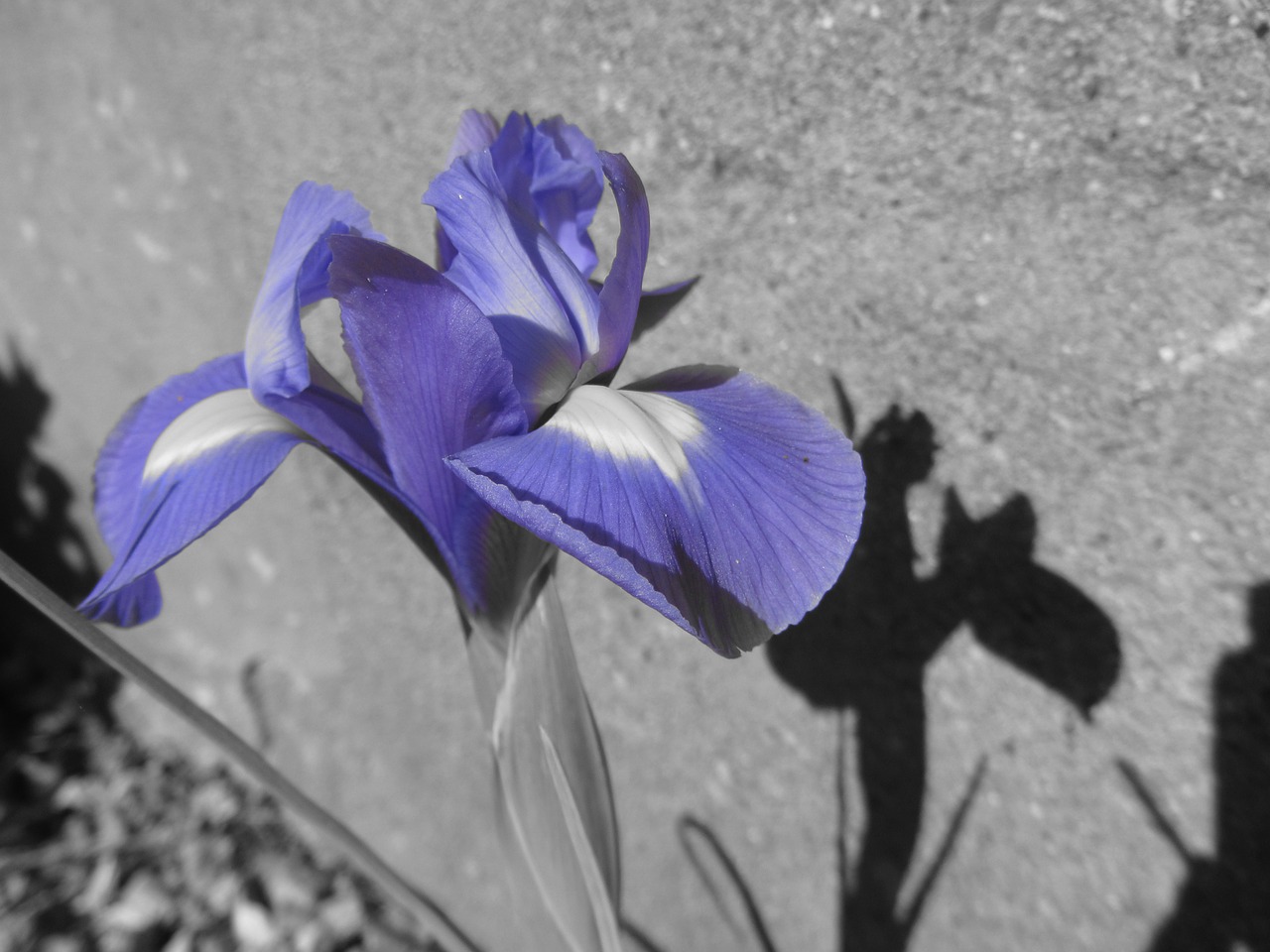 iris flower violet free photo