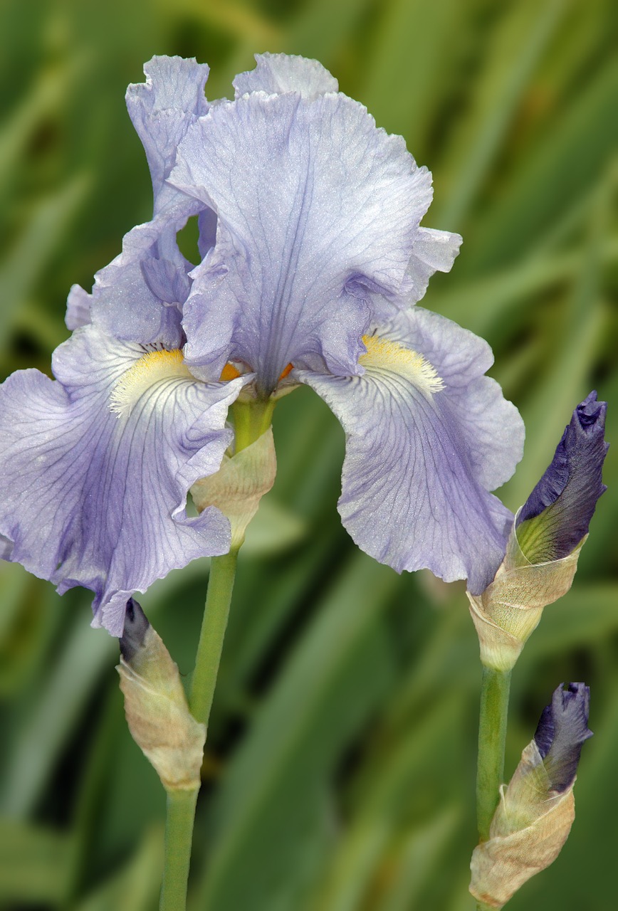 iris flower garden free photo