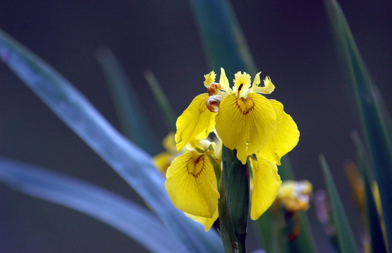 iris flower yellow free photo