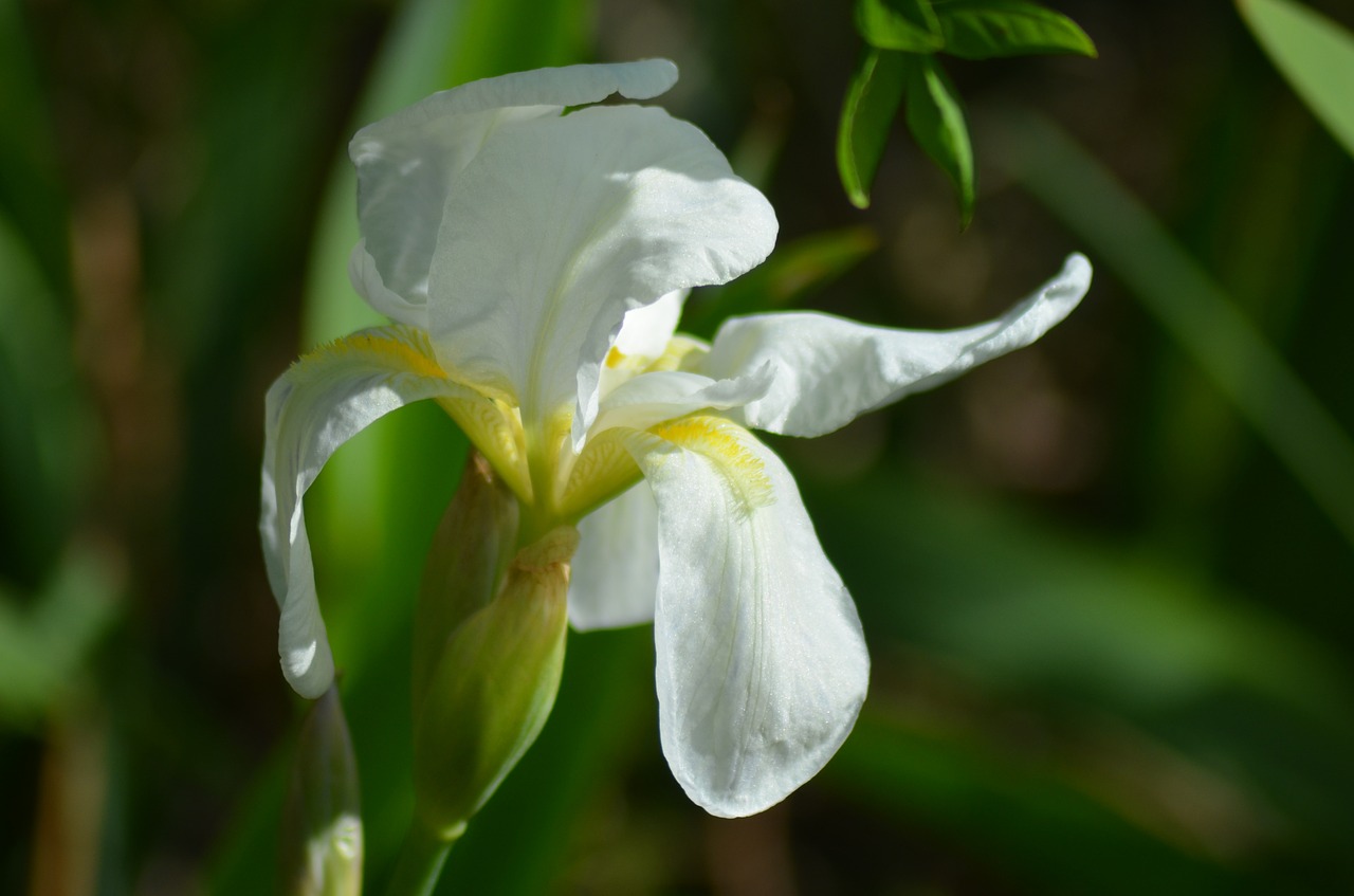 iris white iris flower free photo