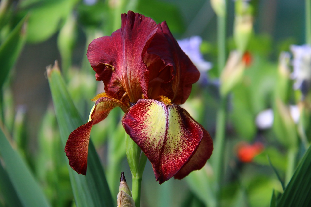 iris burgundy flowers garden free photo