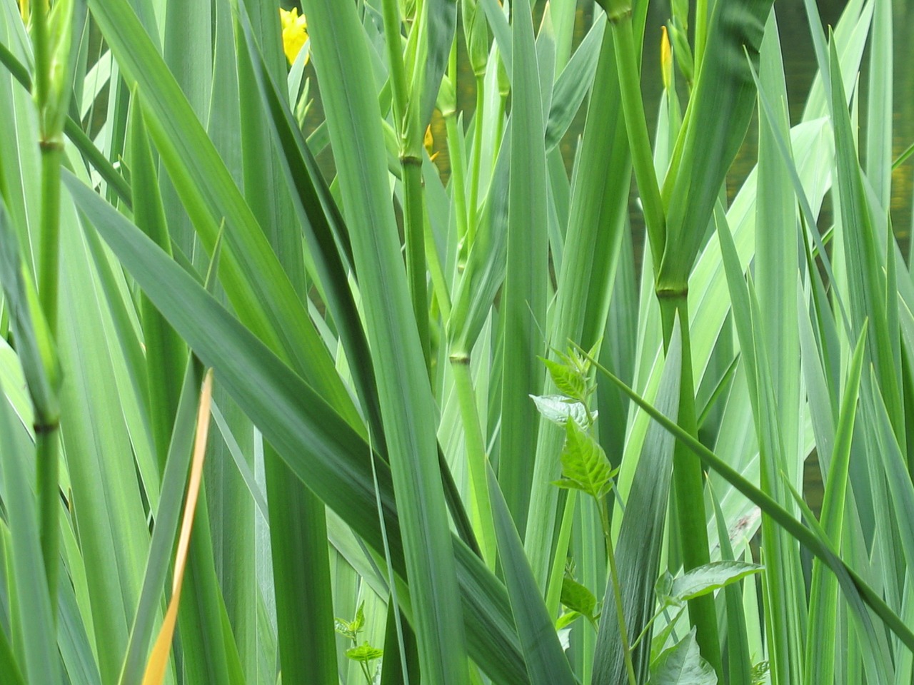 leaves green plants free photo