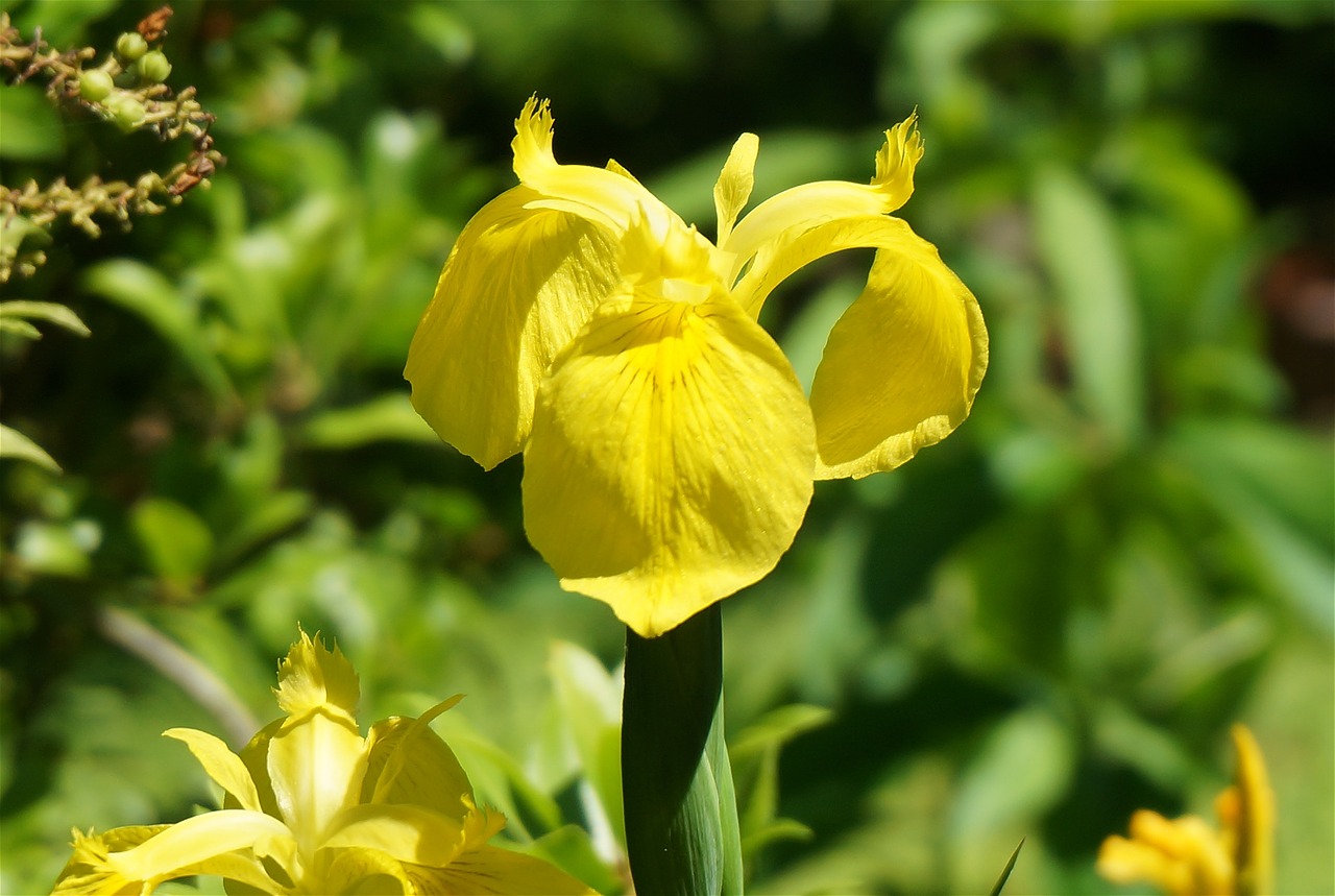 iris flower plant free photo