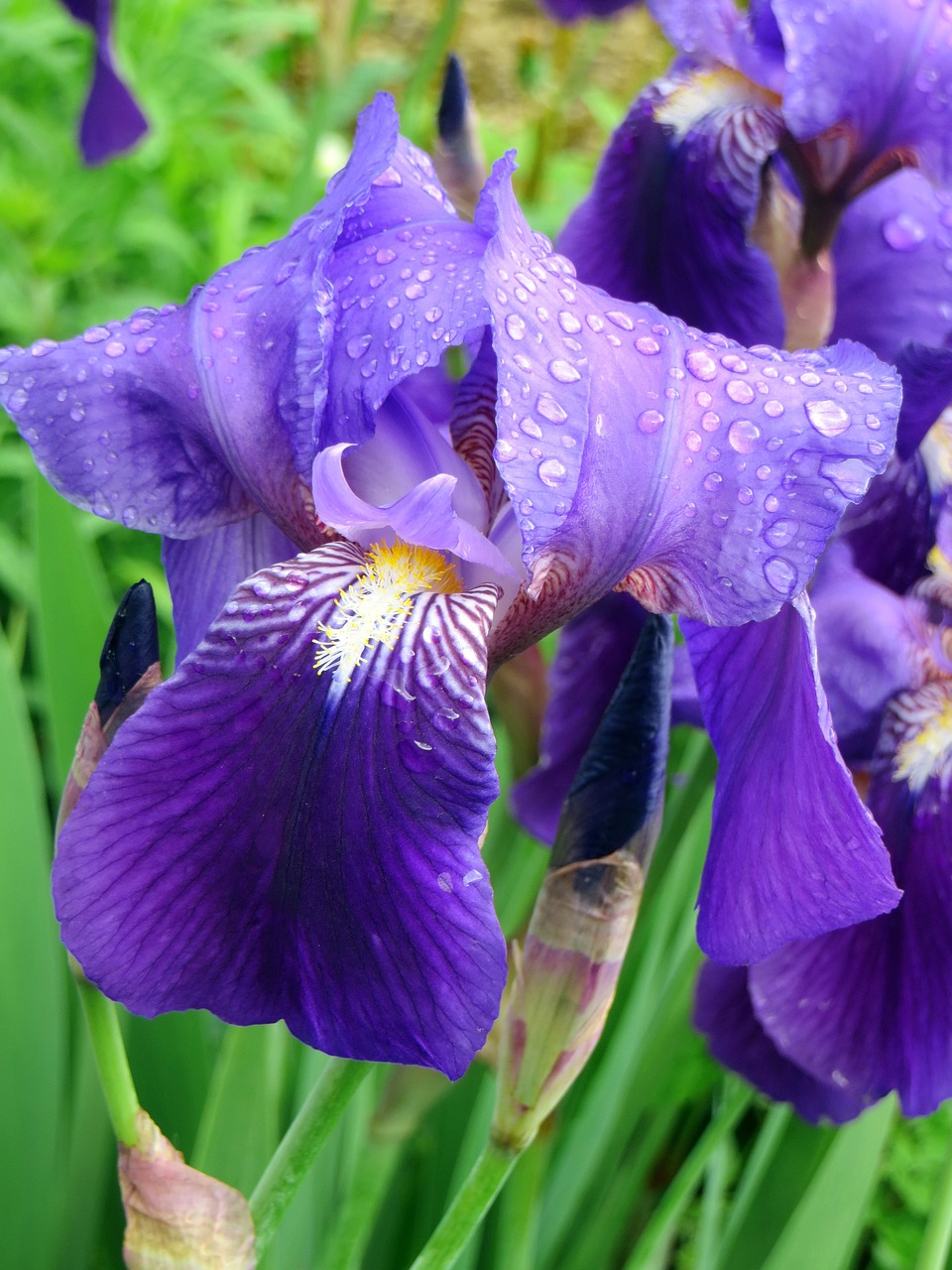 iris violet purple flower free photo
