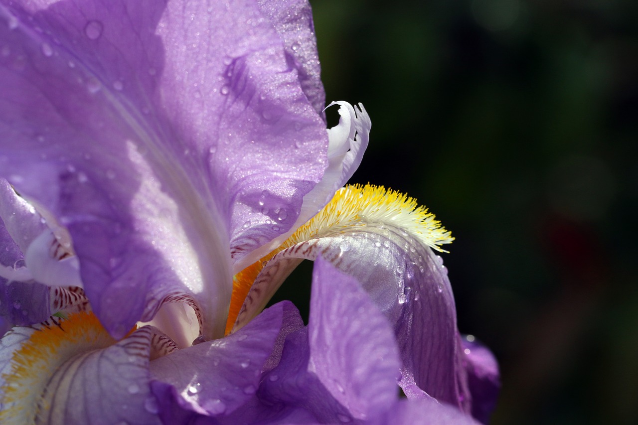 iris spring violet free photo