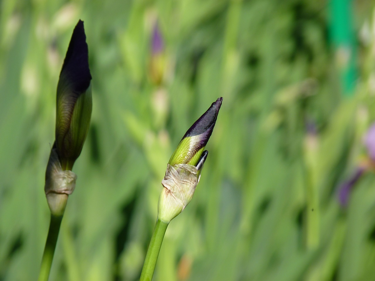 iris garden flower bud free photo