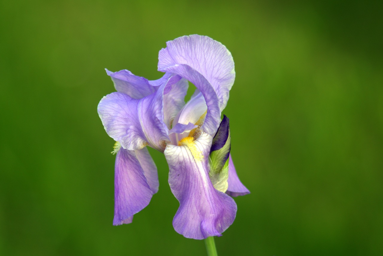 iris violet blue free photo