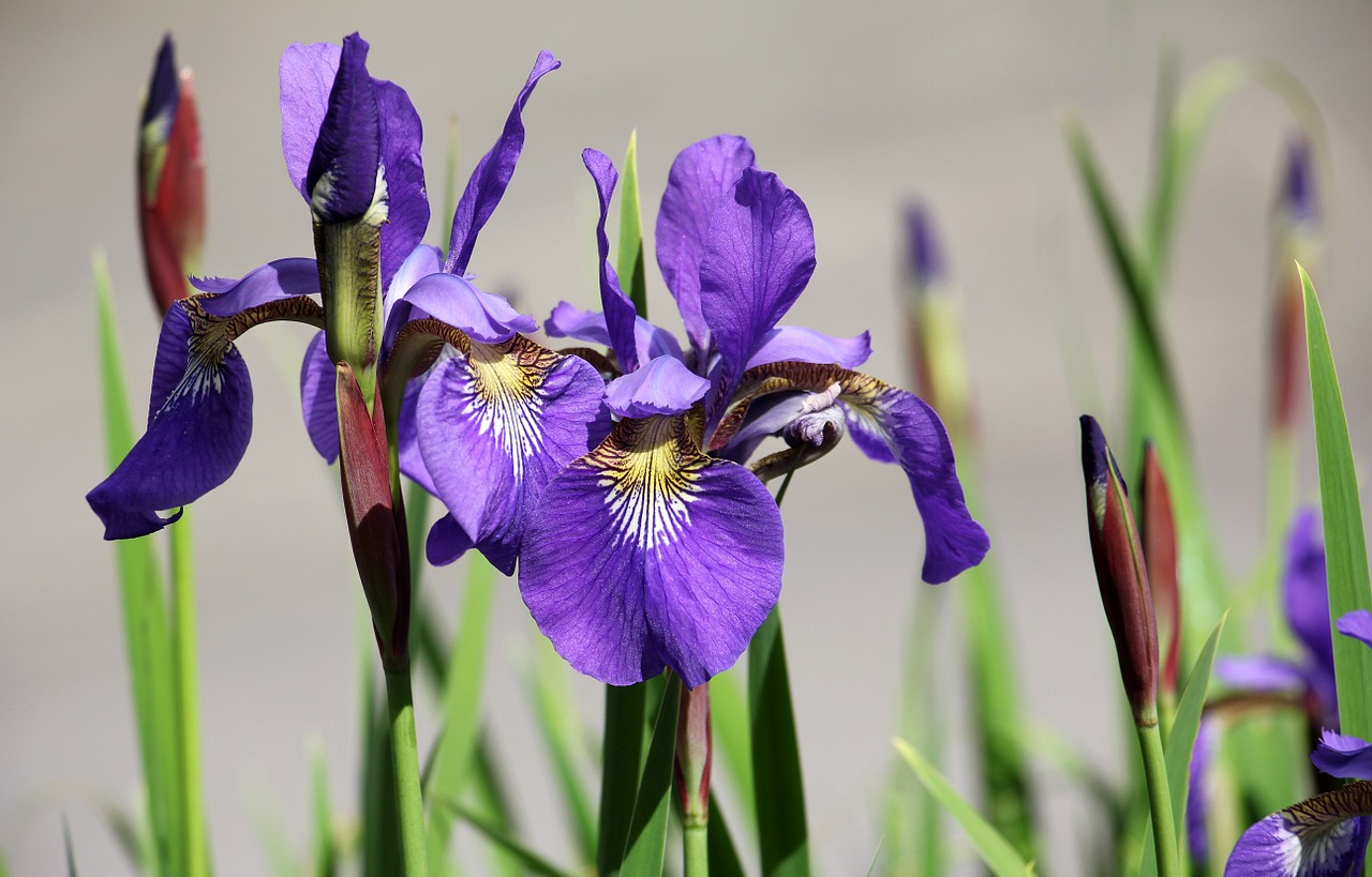 iris flower garden free photo