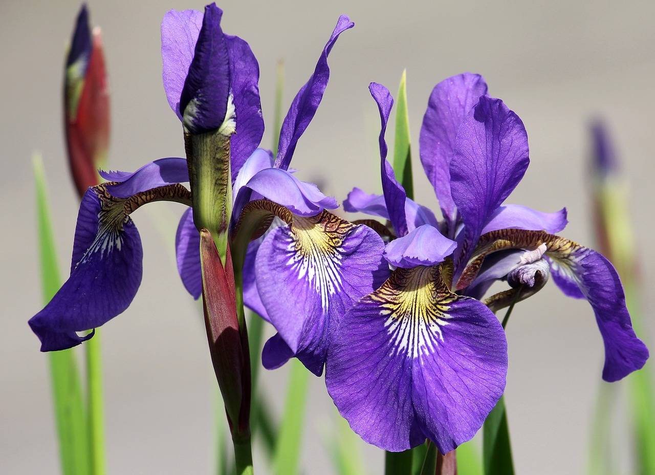 iris flower garden free photo