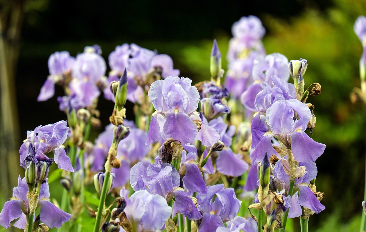 iris flowers blossom free photo