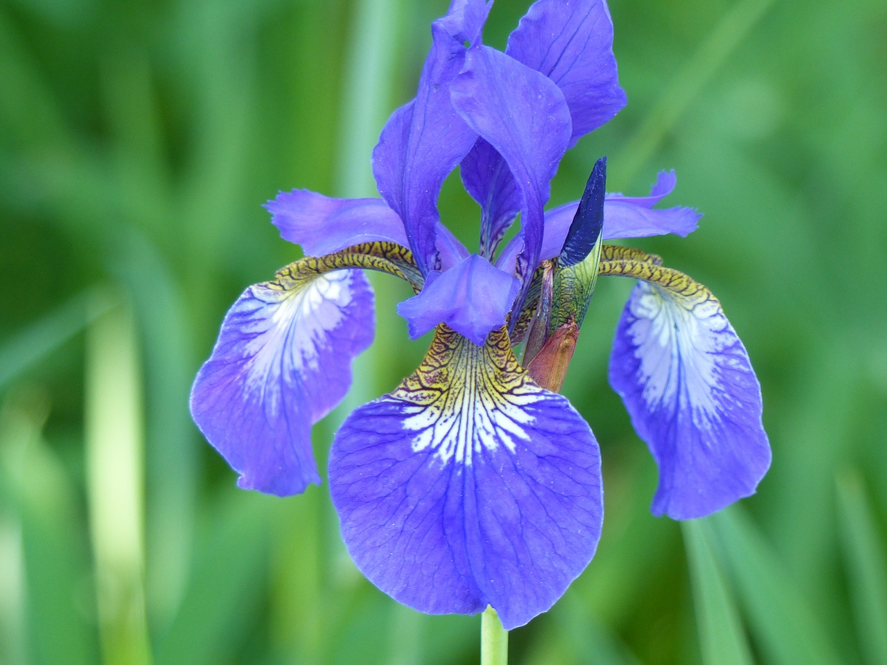 iris leaf flower free photo