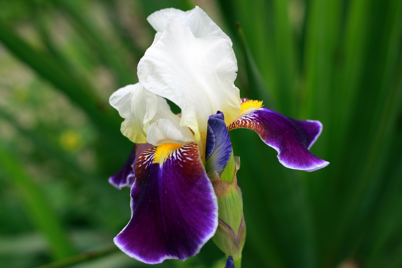 iris white yellow free photo