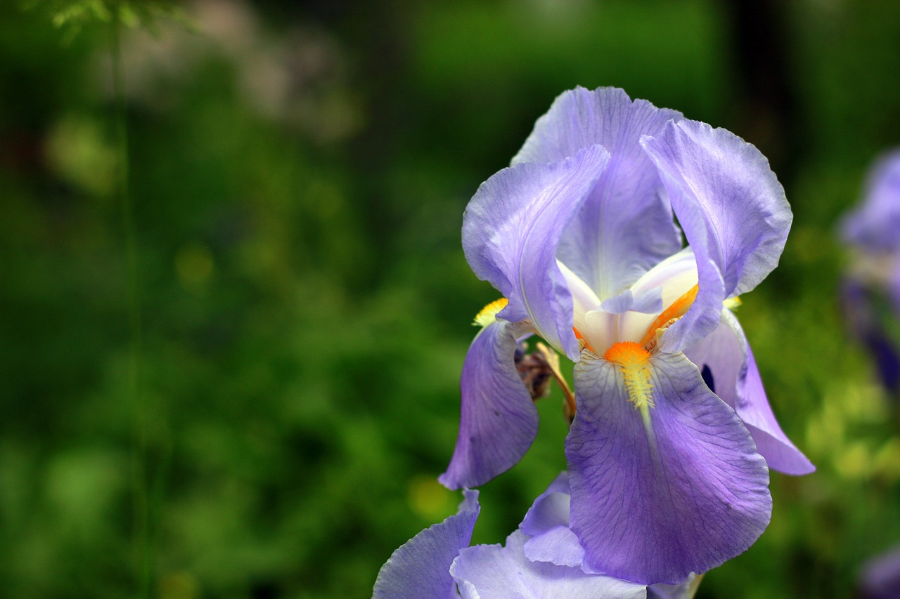 iris purple flower free photo