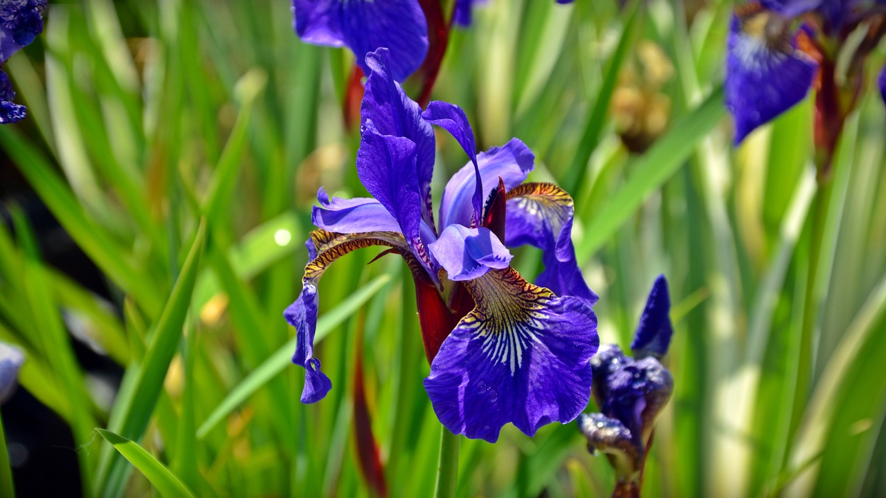 iris blossom bloom free photo