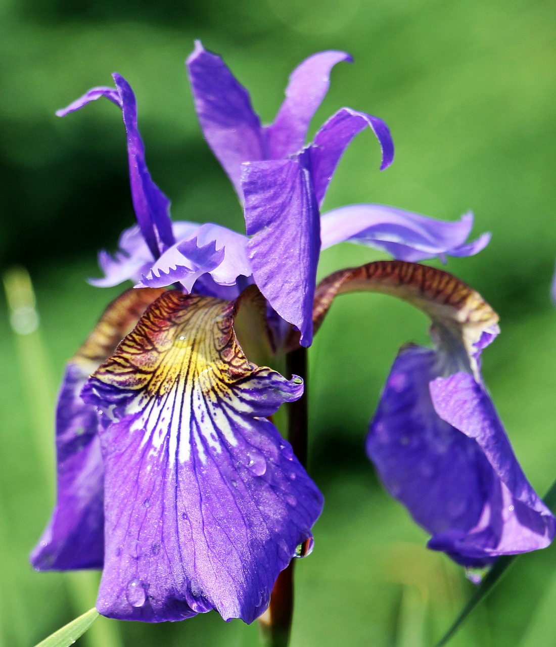 iris flower blossom free photo