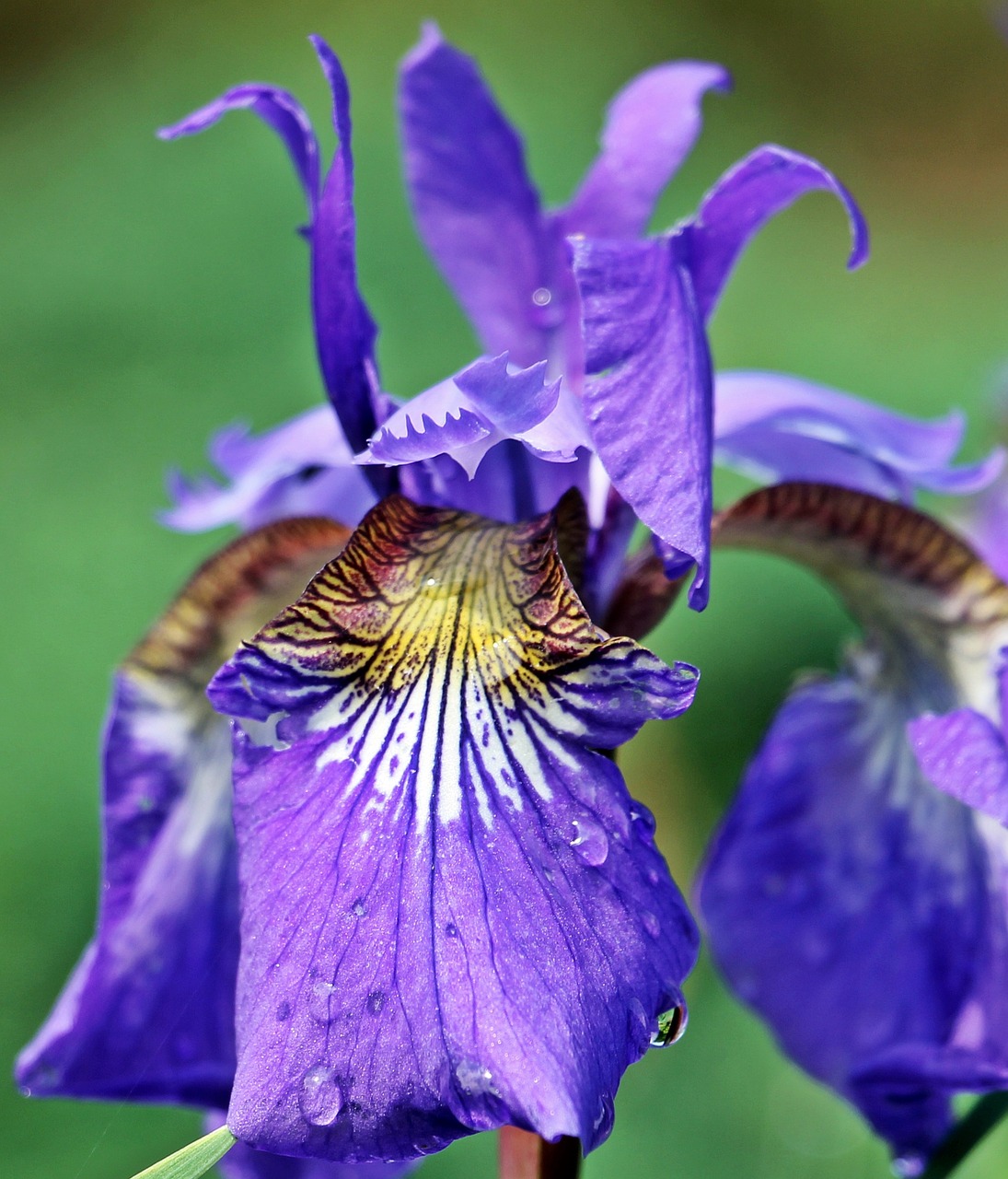 iris flower blossom free photo