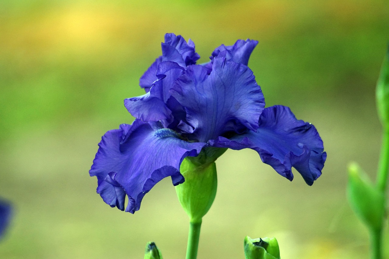 iris flower bloom free photo