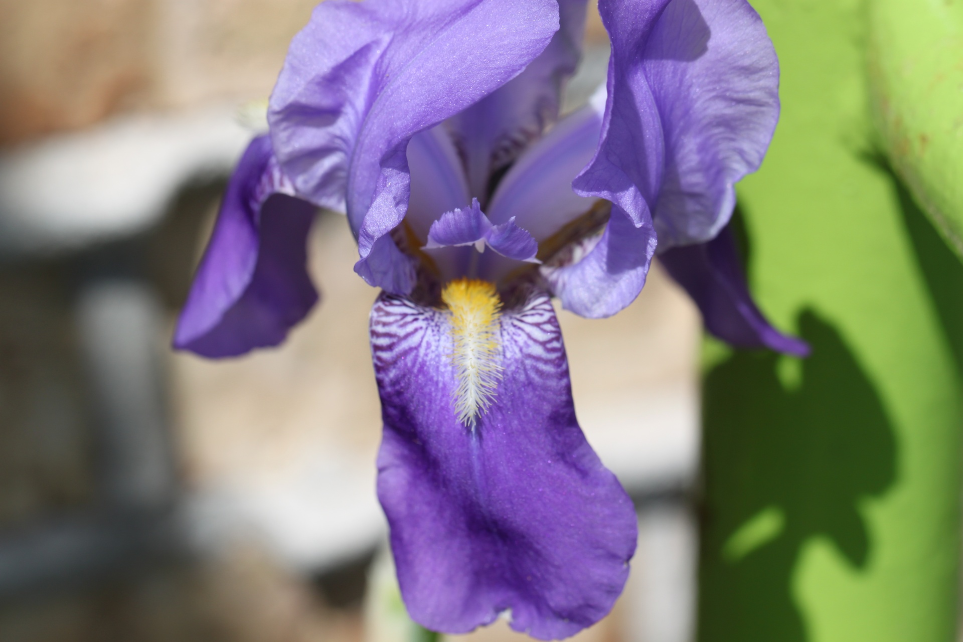 irises iris violet free photo