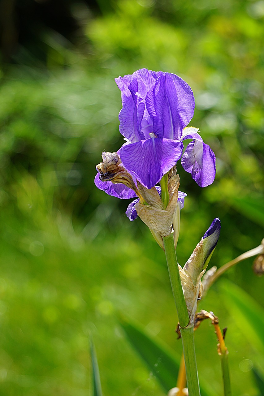 iris flower flora free photo