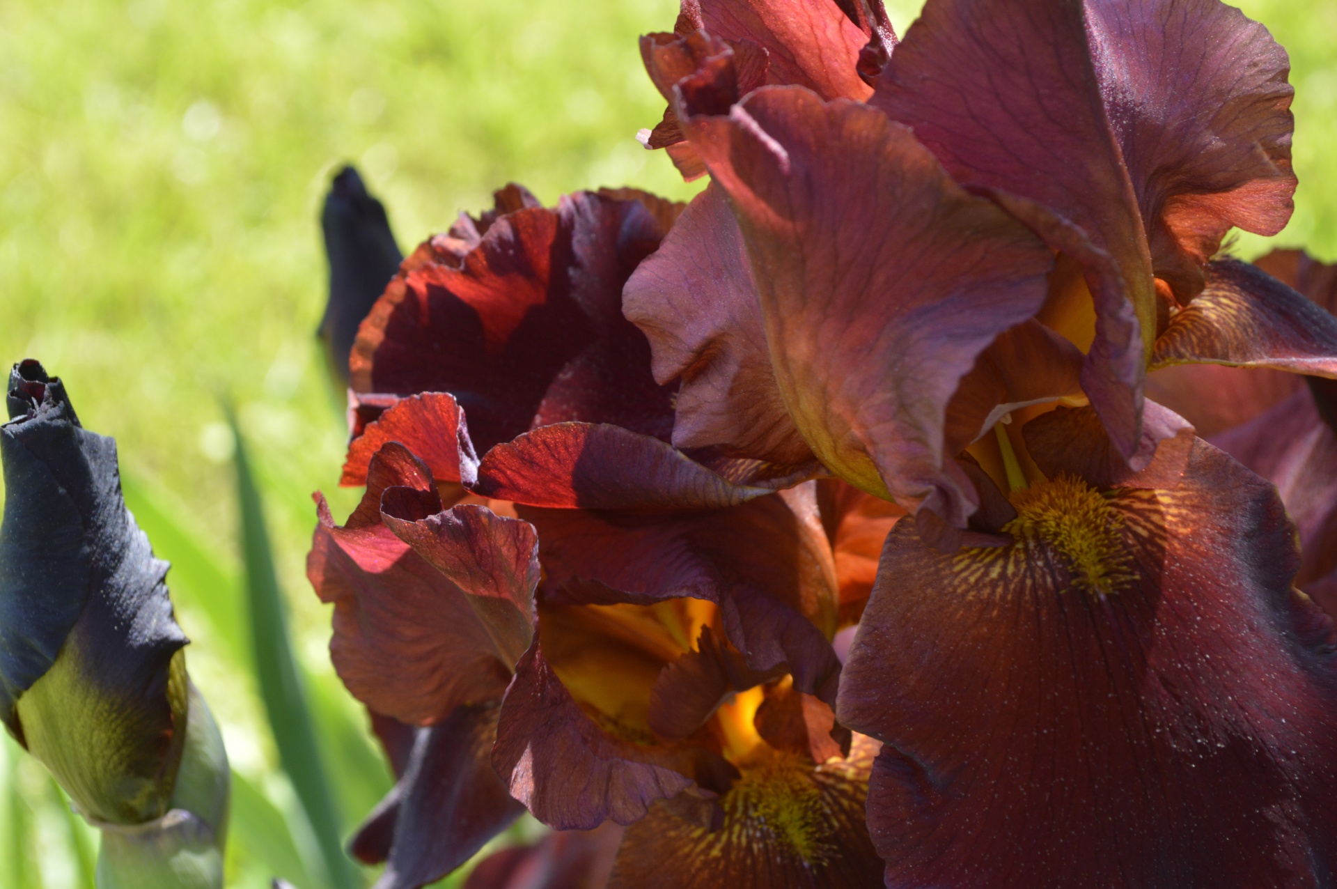 flower iris bloom free photo