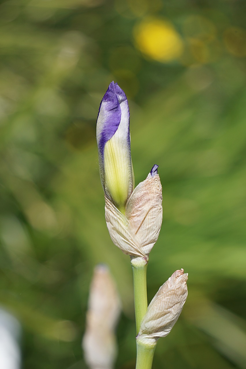 iris flower blue free photo