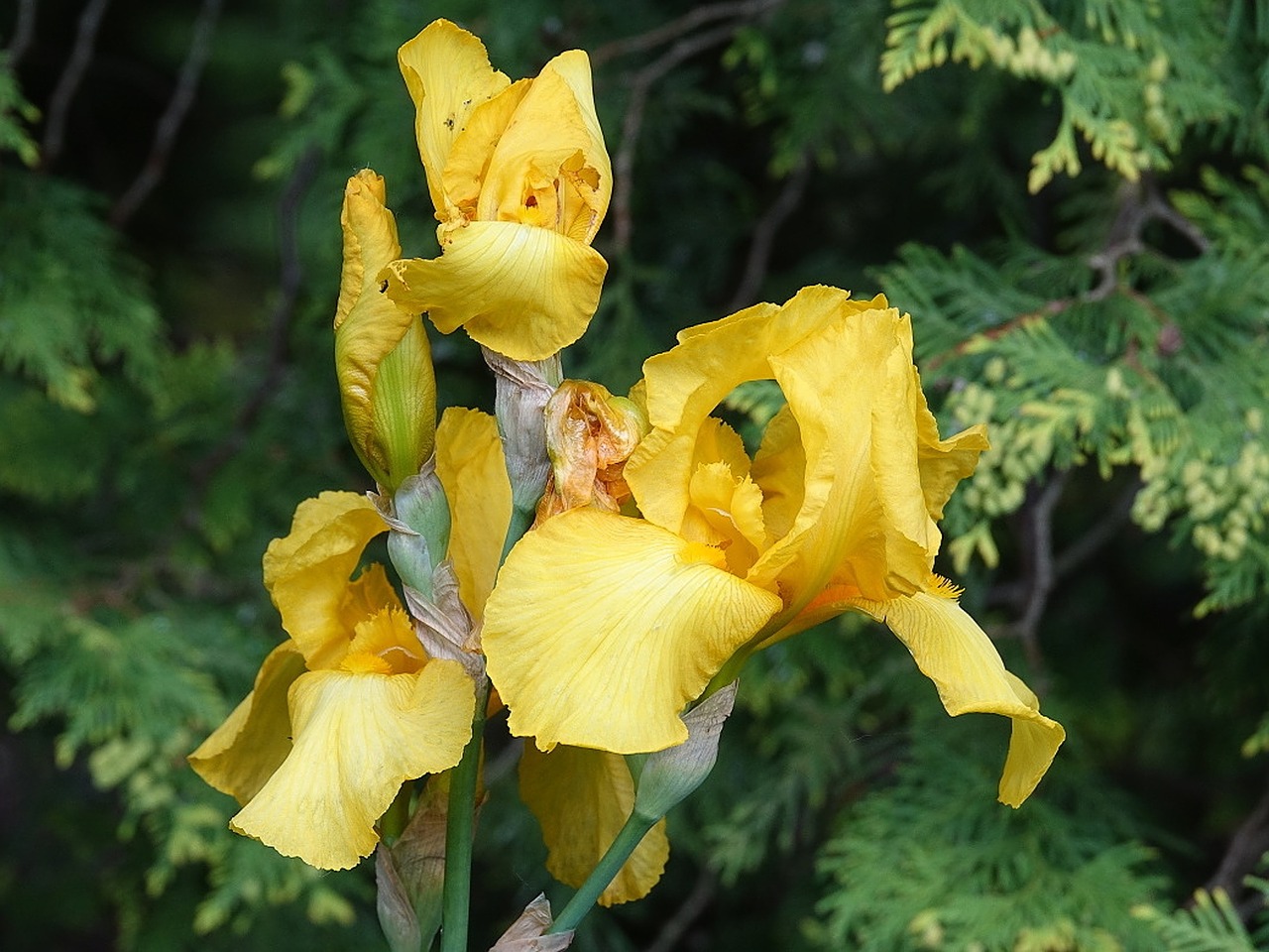 iris yellow flower free photo