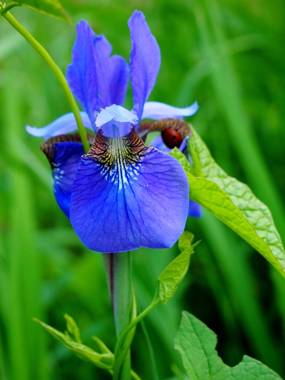 iris flower purple free photo