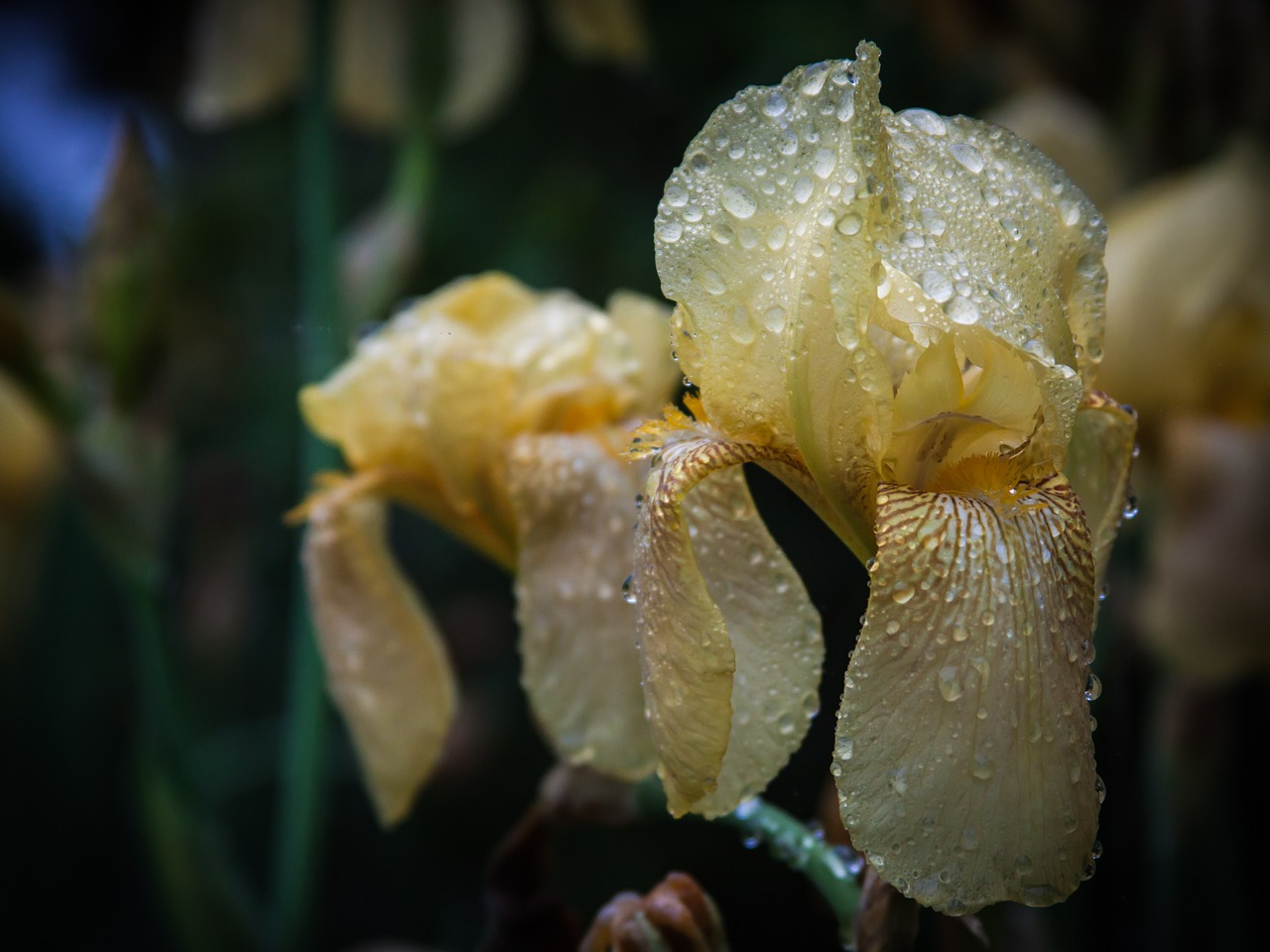 iris flower droplet free photo