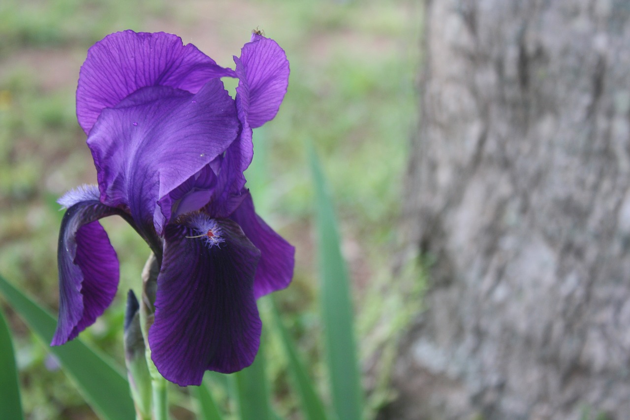 iris purple perennial free photo
