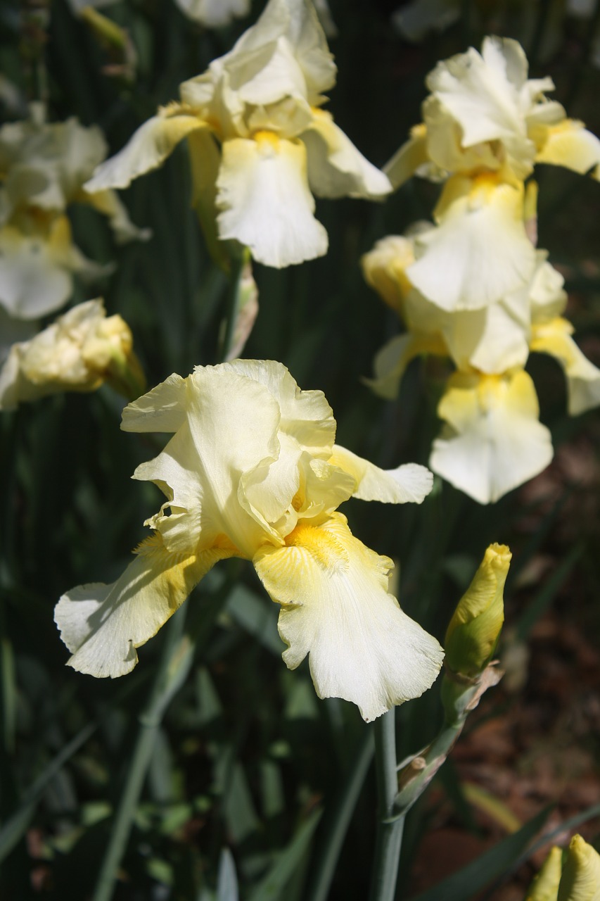 iris white yellow free photo