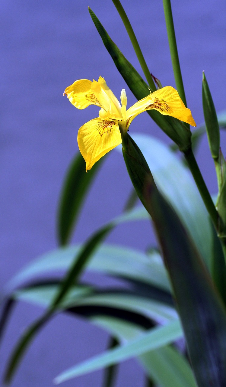iris marsh yellow free photo