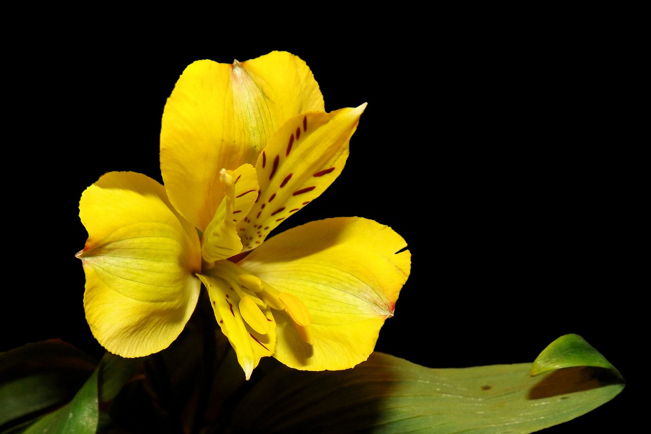 iris blossom bloom free photo