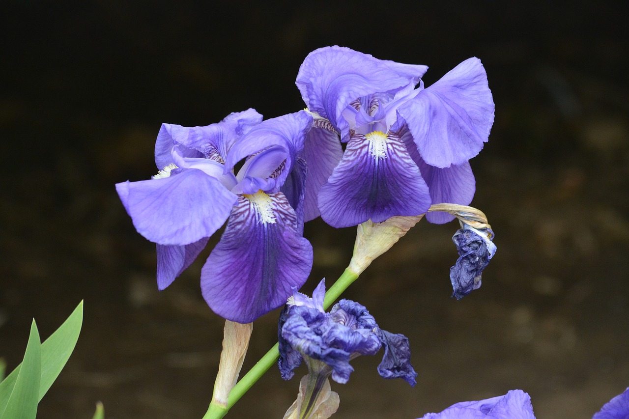 iris flowers nature free photo